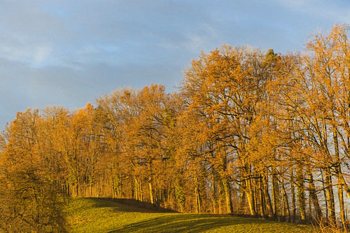 trees winter light sunset orange brown beautiful switzerland nikon hill d4 vew