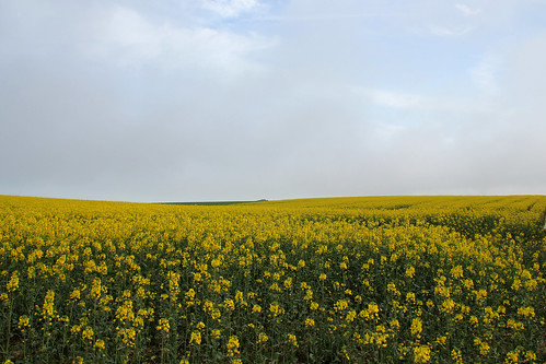 Yellow rapeseed