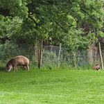 Tapir at Dartmoor Zoo
