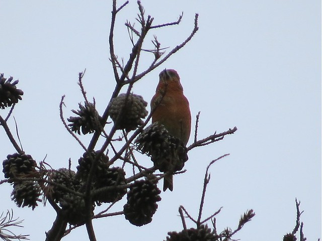 Red Crossbill at Sand Ridge State Forest in Mason County, IL 04