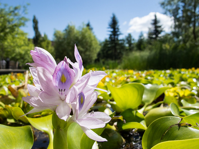 Flower, Innovation Place pond, Saskatoon