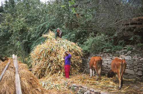 india hay maize nagar kullu himachalpradesh himachelpradesh