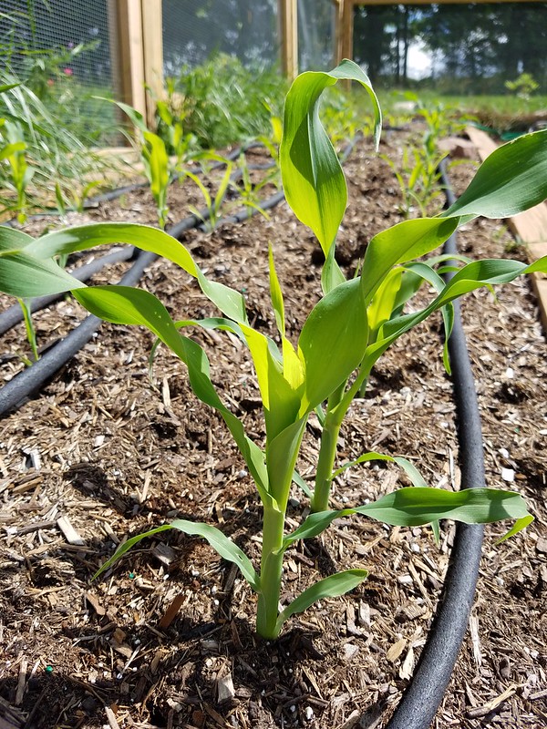 Step by step instructions on how to grow Sweet Corn. It's easy to grow! 