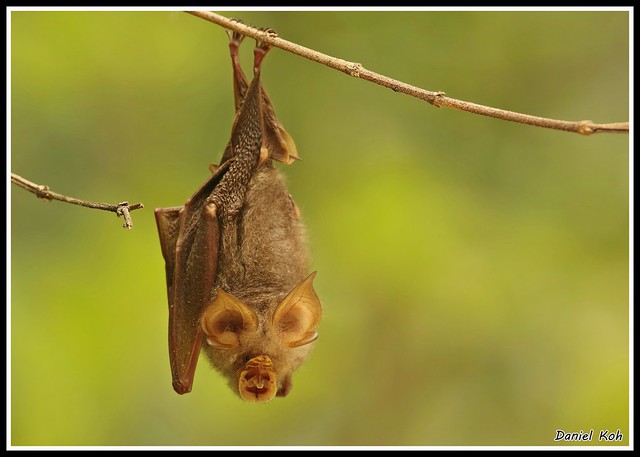 Trefoil Horseshoe Bat