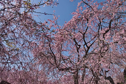 【写真】2013 桜 : 原谷苑（２）/2021-02-05/IMGP9994