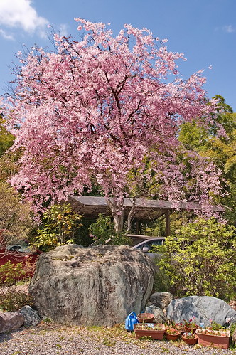 【写真】2013 桜 : 正法寺/2021-04-17/IMGP0083