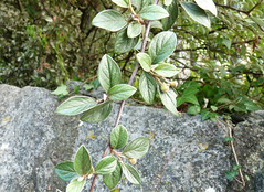 Cotoneaster franchetii, Family Rosaceae