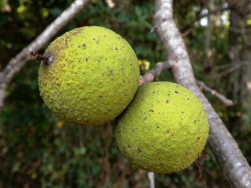 tree green sc fruit forest walnut bumpy sphere swamp round blackriver sumter nut drupe spheroidal juglans juglandaceae juglansnigra pericarp walnit