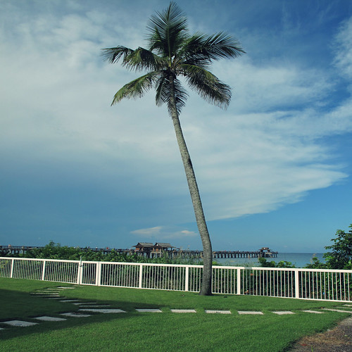 tree gulfofmexico fence square view florida lawn palmtree lonelytree naplesflorida naplespier swfl