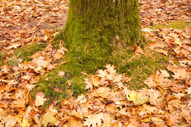 Base of Moss Covered Tree with Orange Leaves