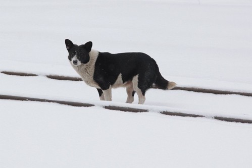 Dog on the railway tracks