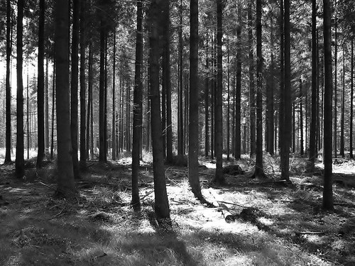 uk trees england southwest canon woodland wiltshire heavensgate warminster s3is marquessofbath htmt steveeverett longleatestate happytreemendoustuesday sonoflordbathceawlin