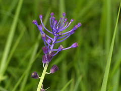 Grape Hyacinth (Muscari comosum) - Photo of Marnhagues-et-Latour