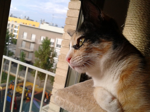 Kitty, exótica gatita tricolor de pelo semilargo, nacida en Abril´14, en adopción. Valencia. ADOPTADA. 16236162027_2397d95248