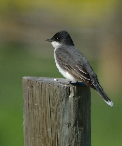 easternkingbird tyrannustyrannus