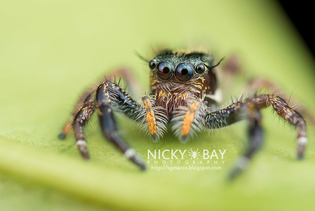 Jumping Spider (Salticidae) - DSC_0511