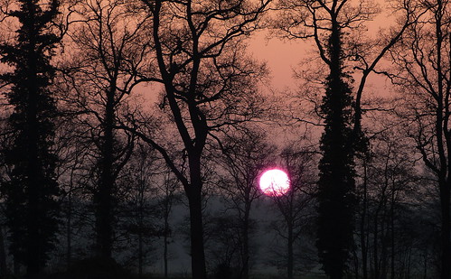 trees sunset zonsondergang bomen silhouettes ivy klimop platinumheartaward panasonicdmcfz150 1200709