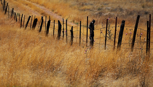 road light arizona plants brown plant flower texture nature field grass lines rural fence landscape outdoors vineyard wire bright outdoor path farm thistle country sunny line serene elgin