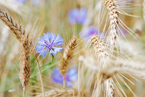 blue summer grain feld blau cornflower kornblume moritzburg getreide kornblumen bärwalde