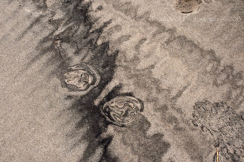 horse beach nc sand patterns freaky carolina outerbanks obx currituck hoofprints dougmallnikond5000