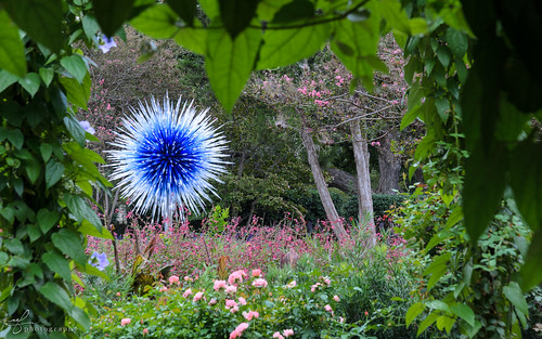 blue sculpture white abstract chihuly art glass backlight garden star dallas nikon soft glow texas explosion overcast sharp clear arbor sphere points gradient nikkor radiate spikes overgrowth dallasarboretum outward diffusedlight 180700mmf3545 dallasstar d7000
