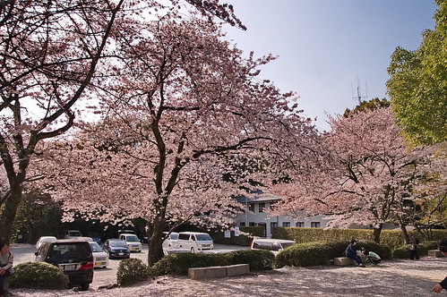 【写真】2013 桜 : 石清水八幡宮/2021-12-06/IMGP9725