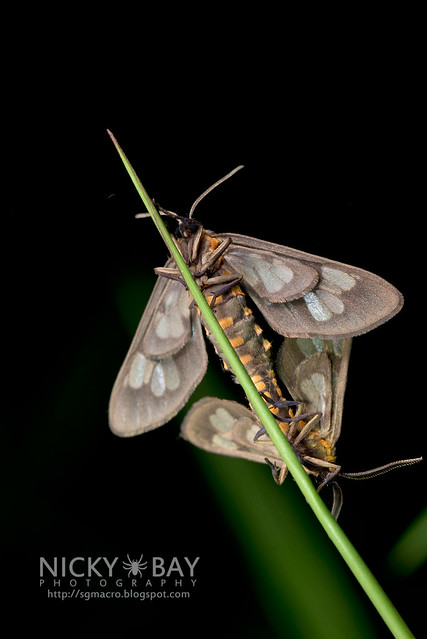 Tiger Moths mating (Arctiidae) - DSC_2053