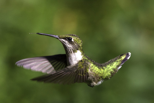 birds hummingbirds