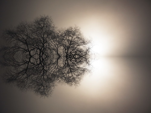 sunset tree fog infrared epl1 brandonoh projectrmtf