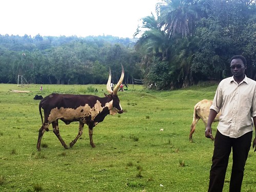 cattle kenya orphanage conservancy ankole kitale