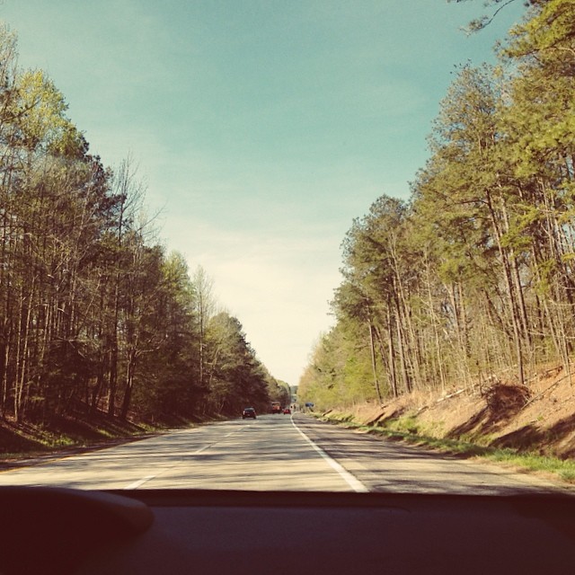 Southern pines #vscocam