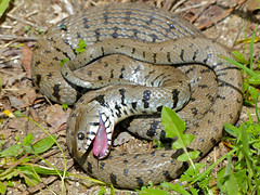 Grass Snake (Natrix helvetica) playing dead - Photo of Ceilhes-et-Rocozels