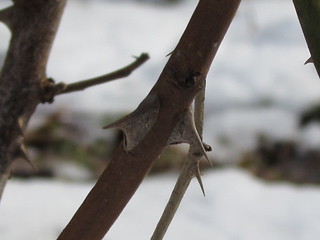 Thorn in the Winter