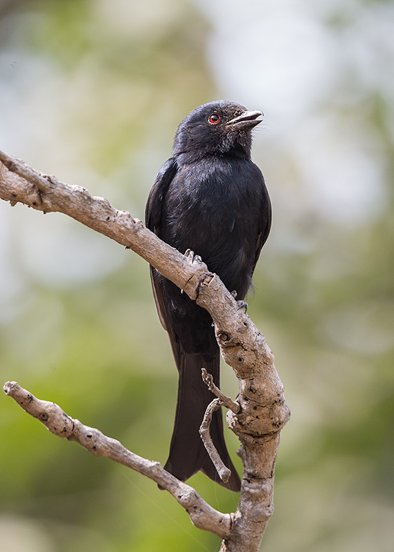 Fork-tailed  Drongo   Gambia