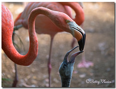 Phoenicopteriformes


-Flamingos