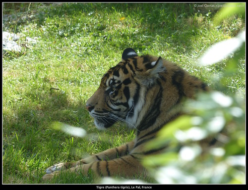 tiger tigre pantheratigris lepal