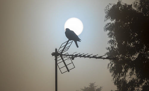 aerial bird mist pigeon sunrise tree