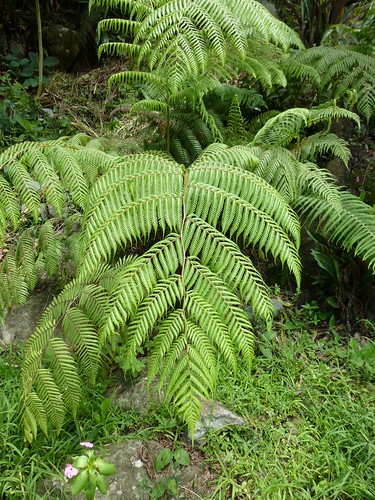 fern green costarica large