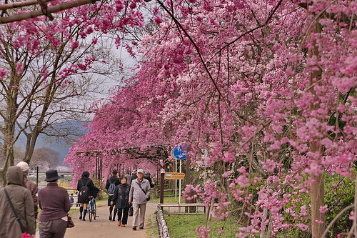 【写真】2013 桜 : 半木の道/2021-11-05/IMGP9507