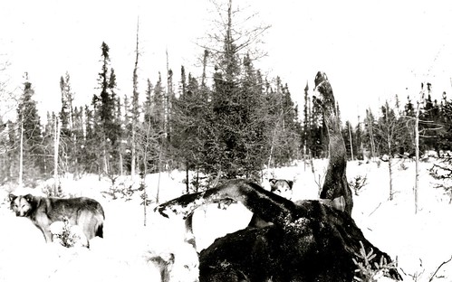1920s winter dog snow frozen husky deer saskatchewan