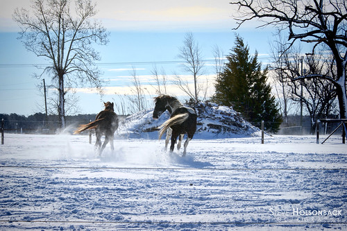 horses snow north carolina ryland