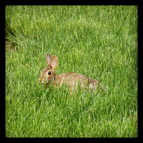instagramapp square squareformat iphoneography uploaded:by=instagram littlereview 2014 maryland potomac animal spring bunny