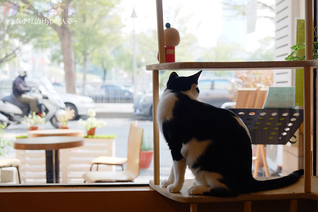 台中西區Cafe CoroCoro &#8211; 有個性萌貓當家+愛貓日本老闆的日系洋食咖啡館（Closed） @強生與小吠的Hyper人蔘~