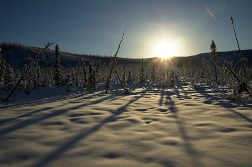 winter sun snow alaska forest boreal taiga