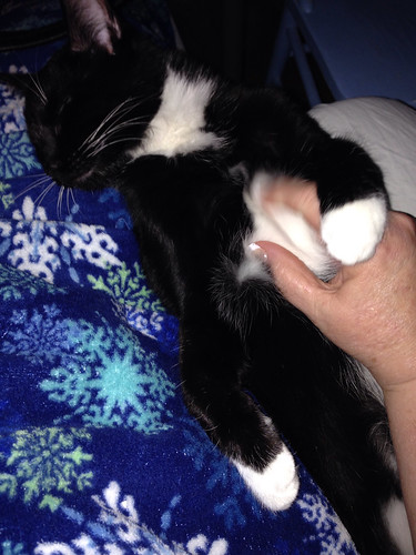 He loves belly rubs.