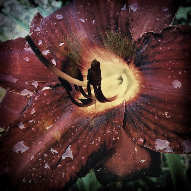 Raindrops on Day Lily #flowers #patiogarden #garden #daylilies #daylily #raindrops