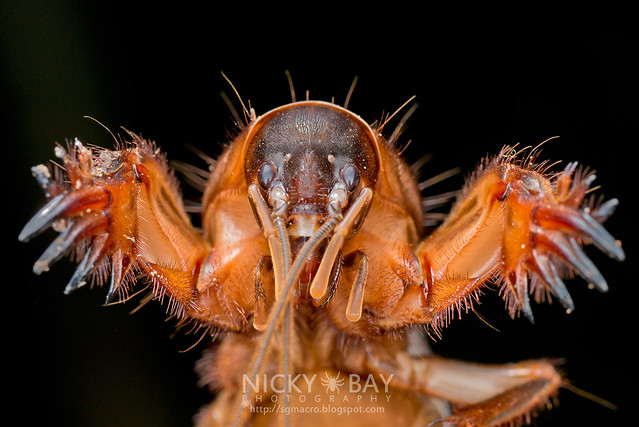 Mole Cricket (Gryllotalpidae) - DSC_1272