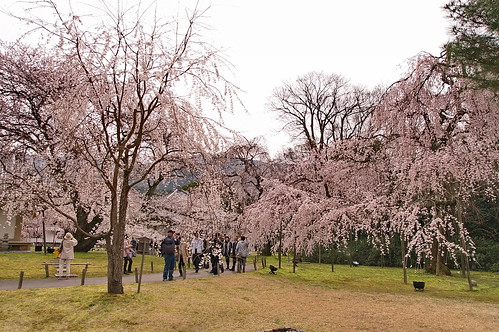 【写真】2013 桜 : 醍醐寺/2021-10-20/IMGP9054