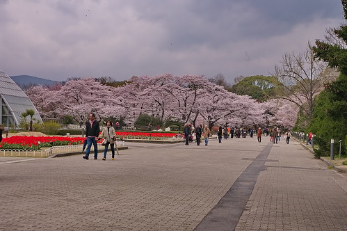 【写真】2013 桜 : 京都府立植物園/2020-12-16/IMGP9470