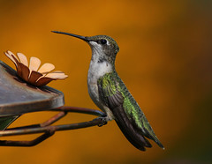 Portrait of a Ruby-throated Hummingbird in golden bokeh !